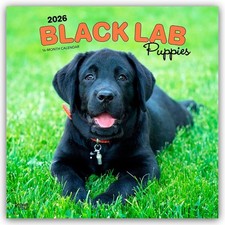 Black labrador retriever - labrador,
