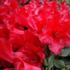 Kleinwüchsiger rhododendron - kleinwüchsiger,