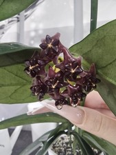 Heavenly hoya - heavenly,