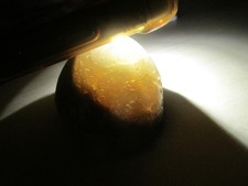 versteinerter Seeigel mit