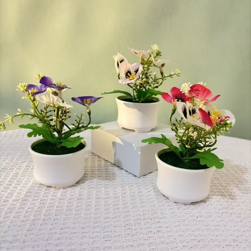 Phalaenopsis orchidee kleine - orchidee,