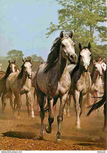 Tiere pferde araber - ak,