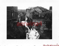 deutsche Soldaten schlachten Schwein Karatschew Russland