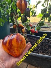 Tomatensamen  Семена Томатов Sweet Caramel  Сладкая Карамель Софии Saatgut 2025