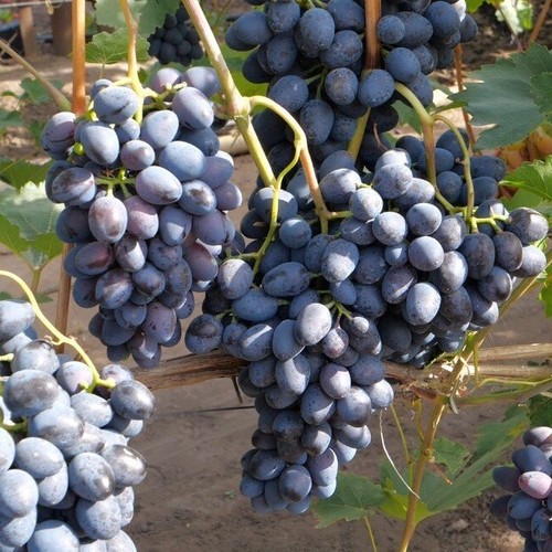 Weinrebe weintraube - weinrebe,