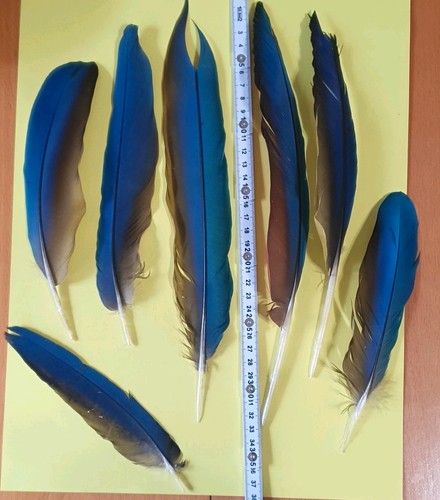 Papageifedern bastelfedern zum - papageifedern,