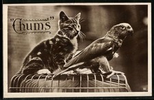 Ansichtskarte Chums, Katze und Papagei gemeinsam auf einem Käfig 