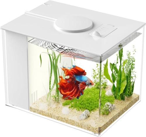 Kleines betta aquarium - kleines,