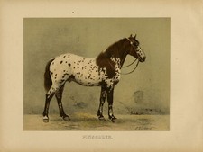 Antiker Druck - PINZGAUER