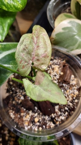 Syngonium milk confetti live - syngonium,