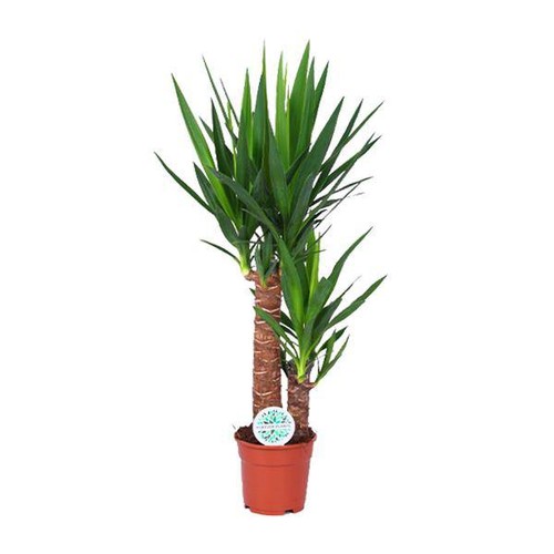 Palmlilie yucca - palmlilie, –