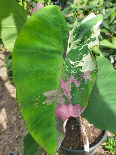 Colocasia zircon diamond - colocasia,