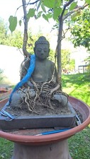 Outdoor Bonsai großer Buddha