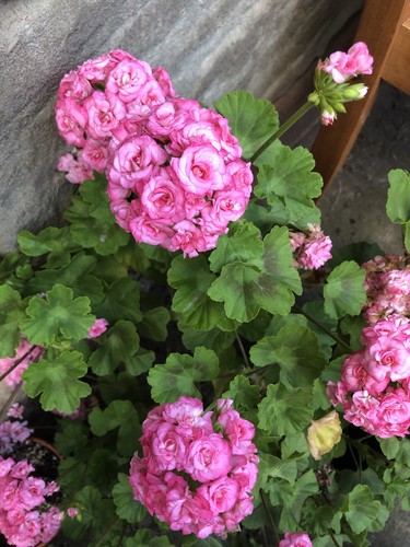 Rosen pelargonie rosebud - rosen,