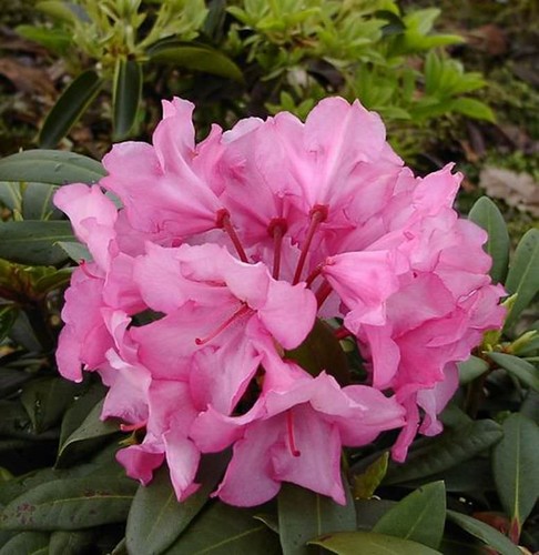 Inkarho rhododendron - -,