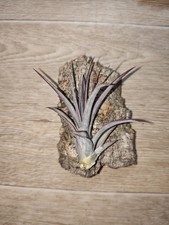 Tillandsie Auf Korkrinde