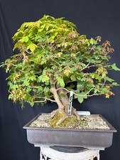 Feldahorn BergahornBonsai