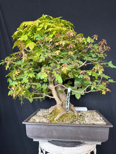 Feldahorn bergahornbonsai - feldahorn,