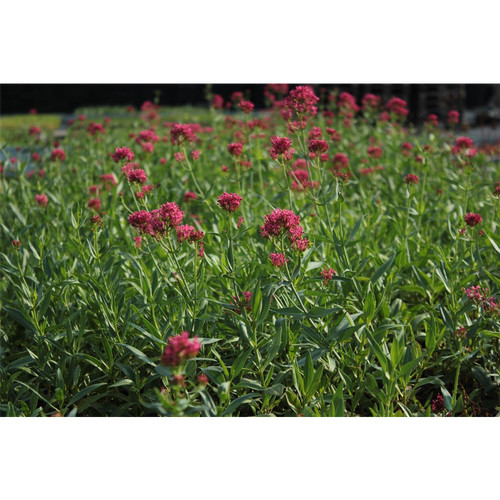 Centranthus ruber coccineus - centranthus,