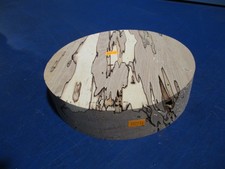 Buche  verstockt Rotbuche