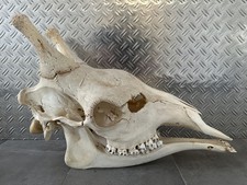 NEU Giraffen Schädel Giraffe Skull Cites
