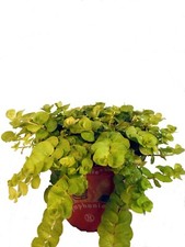 Pfennigkraut - Großartige Hängepflanzen in Balkonkästen, Gefäße und Schalen