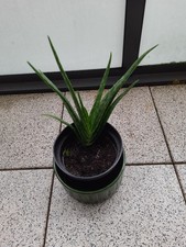      Aloe Vera Pflanze 