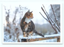 1 AK Katze 9° - NEU !!! #