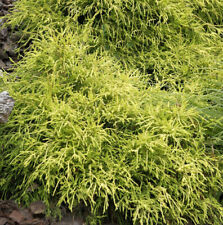 Gelbe Fadenzypresse Sungold 25-30cm - Chamaecyparis pisifera