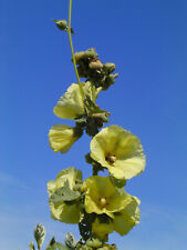 3 x Stock- Bauernrose Alcea