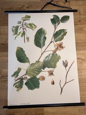 Rotbuche Buche  Wald  Baum