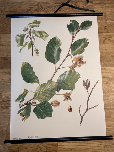 Rotbuche buche wald baum - buche,