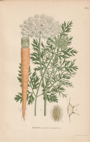 Wilde möhre - wilde, carota)
