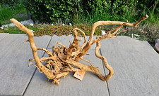 Rote Moorwurzel / Fingerwurzel