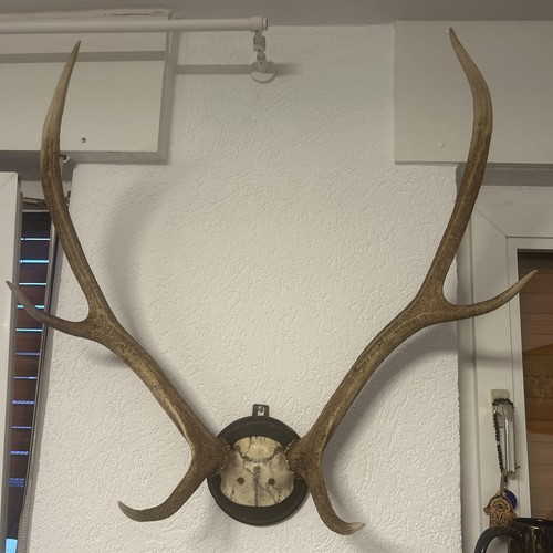 Echtes hirschgeweih zur - echtes,