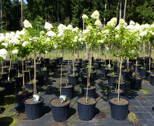 Hortensie rispenhortensie - hortensie,