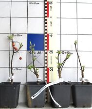 Malus X hybr. "Pompom"