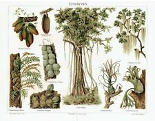 EPIPHYTEN Farne Ficus Bromelie Lithographie von 1905 Tillandsia Geweihfarn