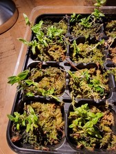 Dendrobium Limpidum X