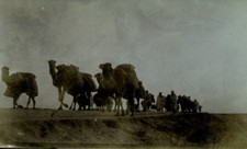 Photo around 1900, Camels