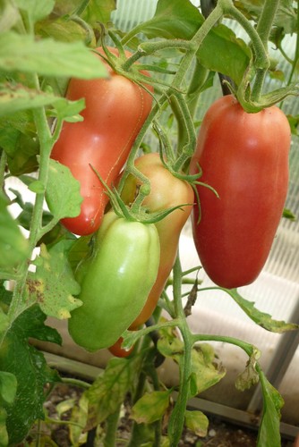 Tomaten samen - tomaten,
