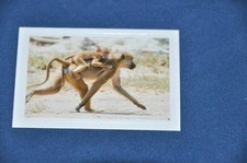 REWE ABENTEUER TIERWELT Nr