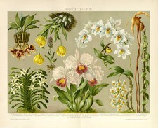 Orchideen Knabenkraut Vanille Frauenschuh Bildtafel Chromolithographie ca. 1892