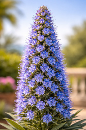 Echium candicans - , –