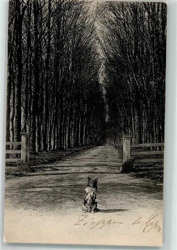 39809682 schaeferhund - 39809682,