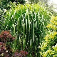 5 x Miscanthus x giganteus