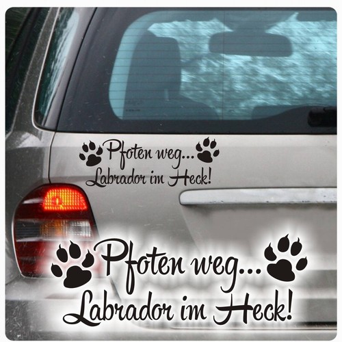 Pfoten weg labrador im - labrador,