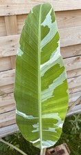 Musa Florida Variegata L
