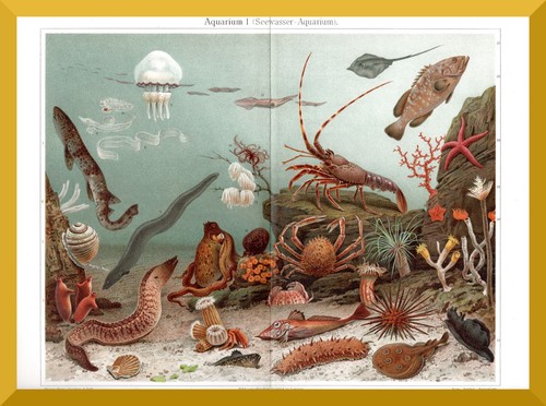 Meerwasser aquarium 120 - meerwasser-aquarium, jahre