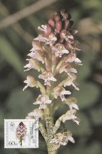 Maximumkarte Bundesrepublik 18. Oktober 1984: Orchideen Das Brand - Knabenkraut